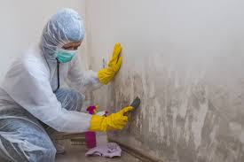 Best Black Mold Removal  in Benjamin, UT